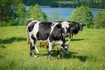 Fototapeta premium cow on the meadow