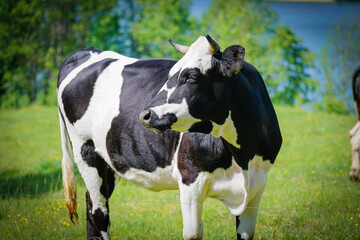 cows in a meadow