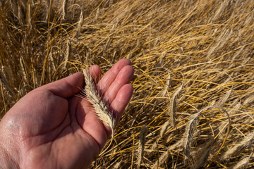 Fototapeta na wymiar A farmer's hand analyzing the quality of wheat ears before harvest. Ripening ears of wheat in the background
