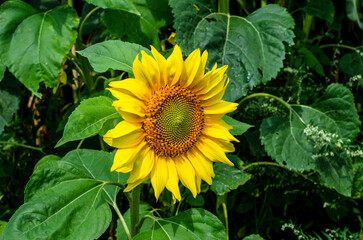 Beautiful sunflower on a sunny day with a natural background. Selective focus. 