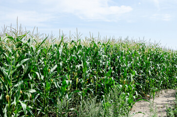 Close-up of a corn field ready to be harvested for silage.