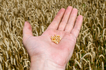 The farmer holds in his hands the seeds of ripe wheat against the background of a wheat field.