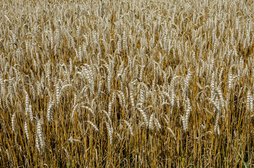 The ripened wheat spikelets tilted to the ground. Golden ripe ears of wheat.