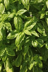 fresh basil leaves