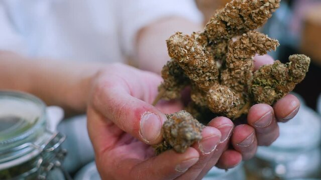 Unrecognizable caucasian person holding extremely big CBD CBG marijuana buds and showing them to the camera. Closeup shot. Alternative medicine concept. High quality 4k footage
