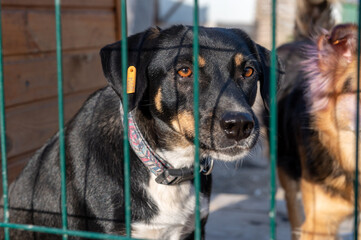 Dog in animal shelter waiting for adoption. Portrait of red homeless dog in animal shelter cage.