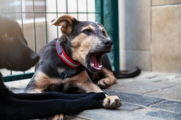 Dog in animal shelter waiting for adoption. Portrait of red homeless dog in animal shelter cage.