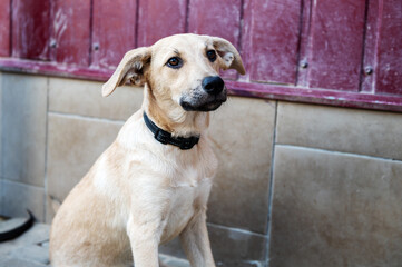 Naklejka na ściany i meble Dog in animal shelter waiting for adoption. Portrait of red homeless dog in animal shelter cage.