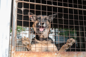 Dog in animal shelter waiting for adoption. Portrait of red homeless dog in animal shelter cage.