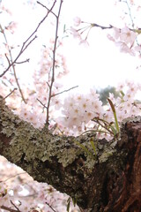 桜・緑吉野満開　萩市　萩城跡　みどりよしの