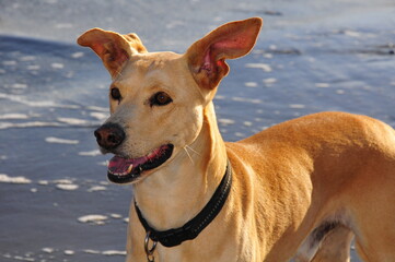 Spanish Podenco-Mix in summer