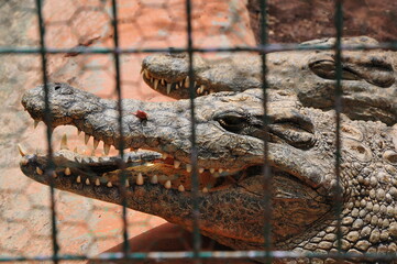 head of a crocodile in the zoo