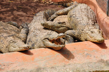 four resting crocodile in the everglades