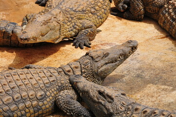 closeup of crocodile in the zoo