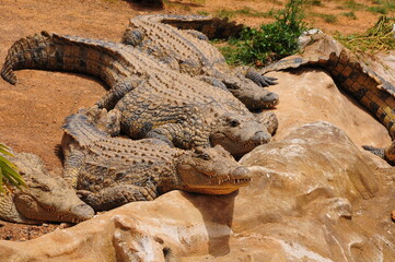 alligator on rock
