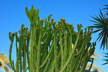 Spanish cactus against a blue sky