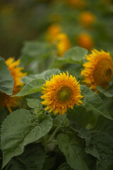 Photo of a blooming yellow sunflower in a field.