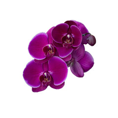 Obraz premium Pink orchid on a white background. Isolated