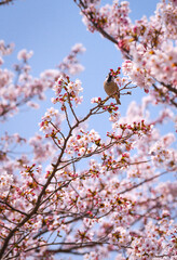 a sparrow is eating cherry blossom nectar on a tree branch.