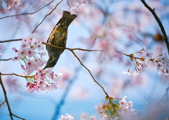 a bird is eating cherry blossom nectar on a tree branch.