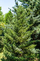 Fototapeta premium Evergreen landscaped garden. Korean fir Abies koreana with bright green needles on branches against blurred green background in summer garden. Selective focus. Nature concept for design.