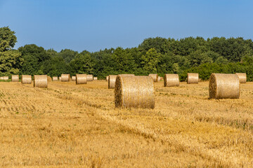 Straw collected in round bales after harvesting wheat in  endless field against blue summer sky. Blurred background. Selective focus. Close-up of golden bales of straw. Nature concept for design.