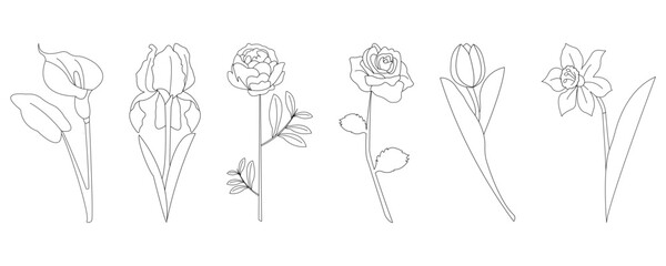 Calla, rose, tulip, narcissus, peony and iris flowers on white background