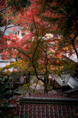 maple tree among traditional japanese houses.