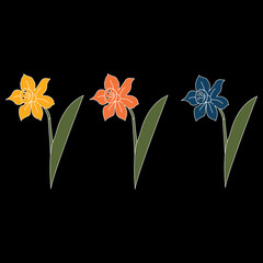 Vector illustration of three narcissus flowers in different colors