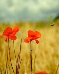 poppy field in the summer, bee peppered for landing