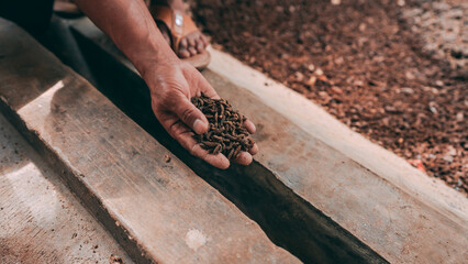 Harvest Maggot, Maggot fish feed can be harvested at the age of 35 days. Besides being sold wet, maggot can also be sold in the form of dry maggot.