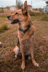 A German Shepherd dog with intelligent eyes in a beautiful collar sits in the yard of the house and looks sideways with an open mouth. Watchdog or service dog