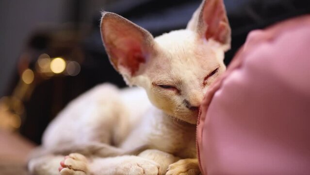 cute sleepy devon rex kitten lies on the couch