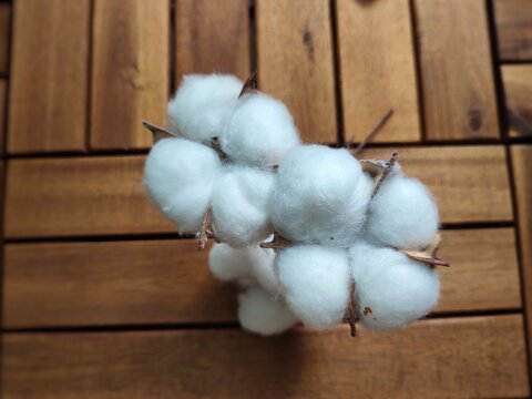 cotton. ecology and environmental protection. enviroment protection. cotton flowers on a wooden background. natural materials.