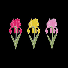 Vector illustration of three iris flowers of different colors on a black background