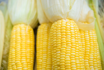 Closeup Yellow Corn, sweet corn, yellow corn background, healthy organic food, bio nutrition