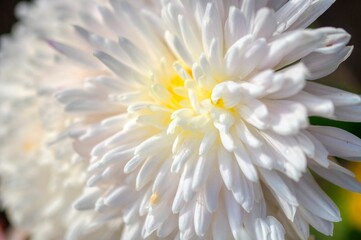 white dahlia flower