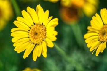yellow flowers in the garden