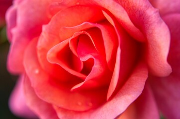Fototapeta na wymiar red rose close up