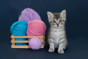 Fototapeta na wymiar cute tabby brown cat kitten plays with a pink ball on a blue isolated background looks at the camera close-up with space for text. High quality photo
