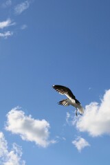 seagull in flight