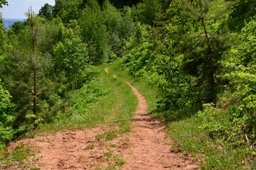 footpath going down to the forest in summer sunny day