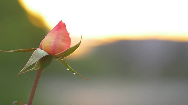 Beautiful single pink rose bud swaying in wind over sunset, close-up, macro
