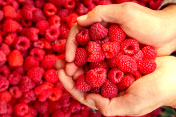 Female hands with fresh red raspberries. Ripe fresh red raspberries in female hands. The concept of...