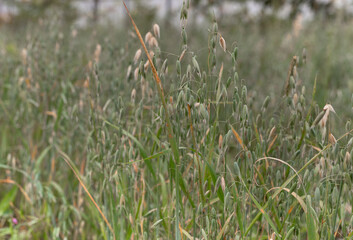 landscape nature green ripe rye in the field in summer. High quality photo