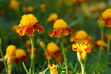 marigolds