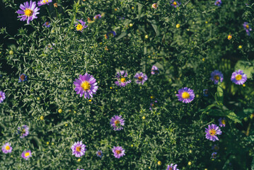 Bush of lilac small asters flowers. Symphyotrichum novi-belgii