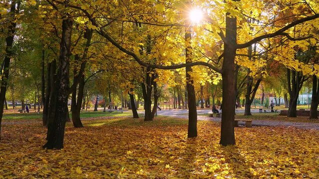 Sun shines through yellow autumn foliage in city park. Autumn maple leaves glow in sun rays. Warm natural backlight.