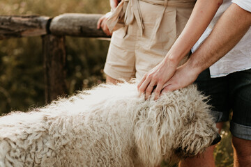Naklejka premium A couple is petting a dog. Patting the dog with hands at the same time. Summer animal lover moment. White komondor dog with long hair. 