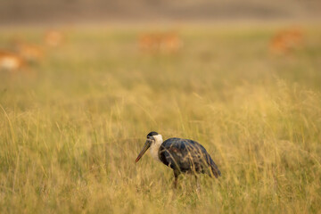 woolly necked stork or whitenecked stork bird closup or portrait in natural scenic grassland of tal chhapar sanctuary rajasthan india asia - Ciconia episcopus